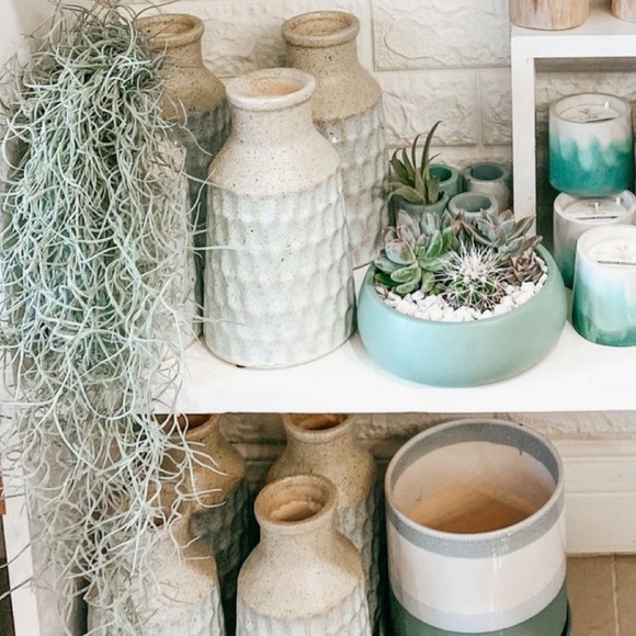 🌍5 lbs. real Air Plants OrganicReal  Live Spanish Moss Extra Long Rare C… - Picture 5 of 17